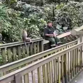 Hey monkey