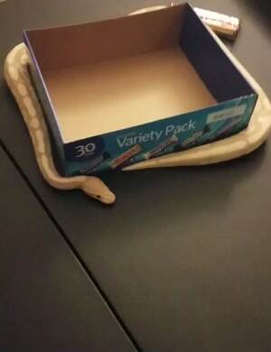 Snake time
