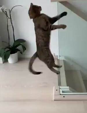 This cat went sliding