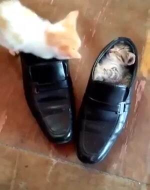 Shoe Kitties