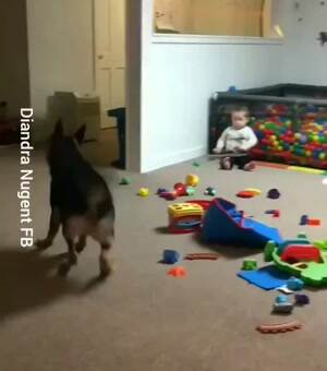 Doggo having a great time