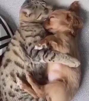 Give a kiss