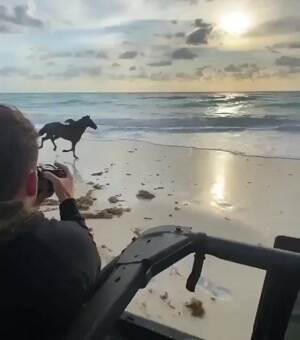What a beautiful animal