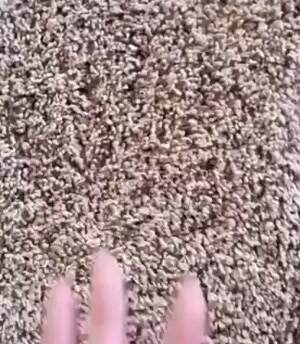 Crazy Carpet