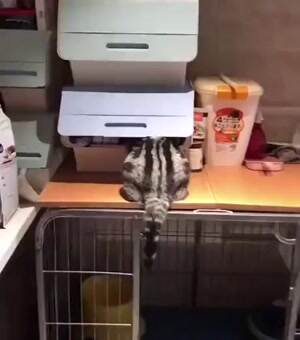 crazy cat