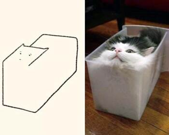 Kinds of cats