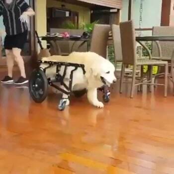 Fixed the doggo