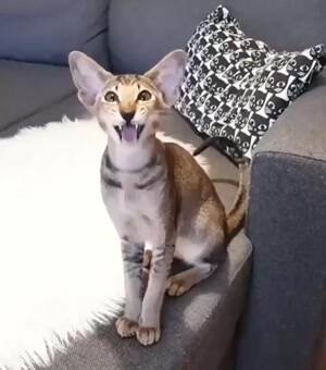 I think my cat is broken