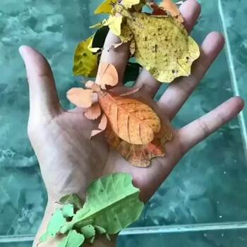 Leaf Insect's Mimicry to Nature