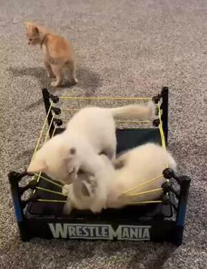 Cat wrestling match