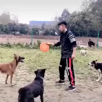 Ninja dog