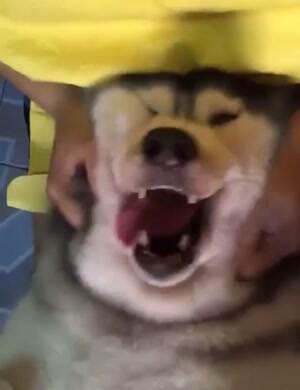 I love this stuff human