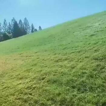 Sledding for dogs