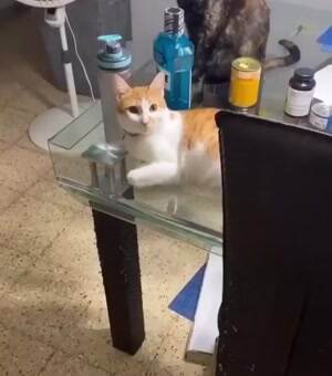 Does not like the smell of this