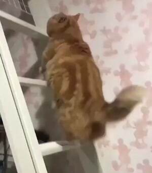 Cat has hops