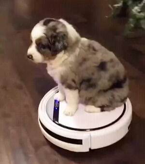 They see me rollin