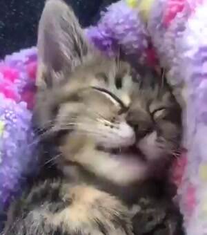 Sweet Dreams