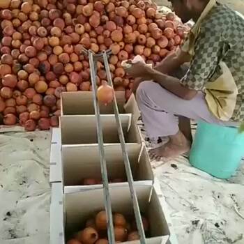 Mango sorting