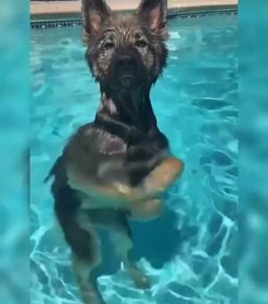 Water dog