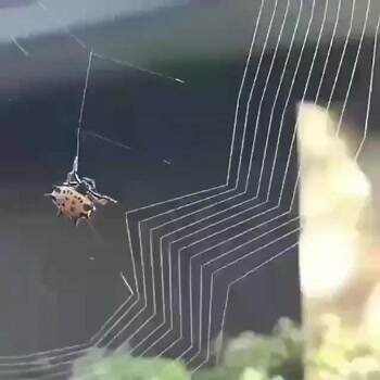 Spider making a web