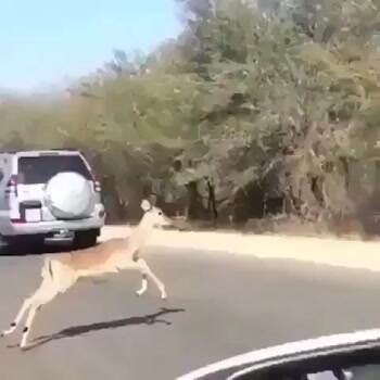 Running from a cheetah