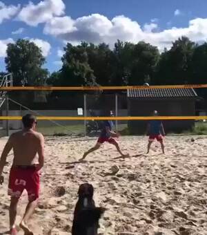 Dog playing some volleyball