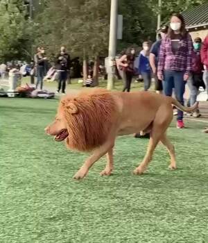 What a lion