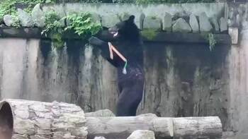 Ninja bear