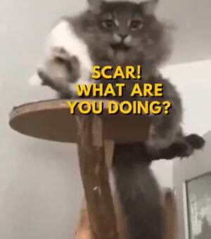 Scar what are you doing