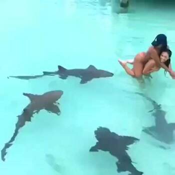 Sharks in the water