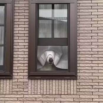 Window Snoots