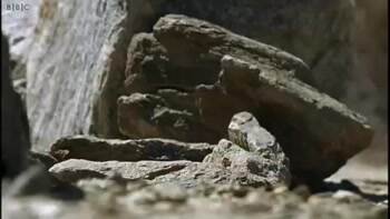 Running Lizard