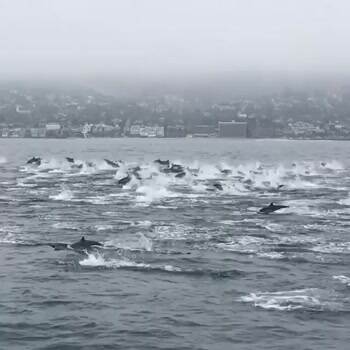 Large school of dolphins