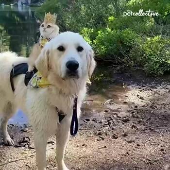 Who is king here