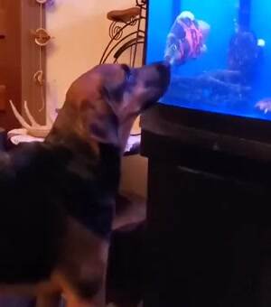 Gimme that fish