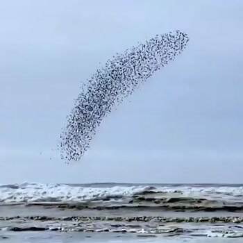 Weird flock of birds