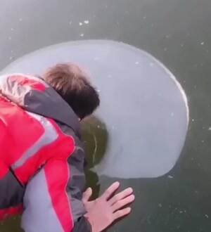 Blowing bubbles under the ice
