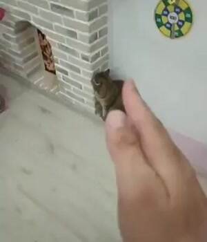 Some sort of ninja fight