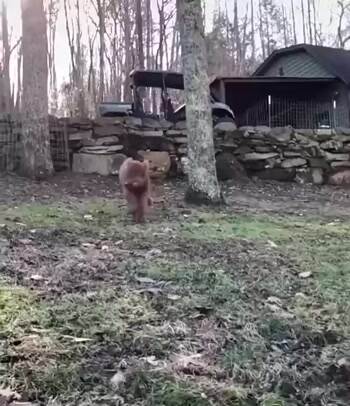 A wild one