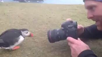 Puffins are social animals, they like to fit in with a group