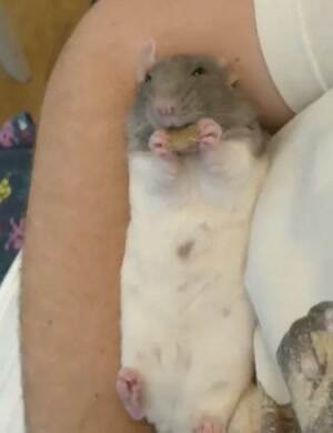 Little nommer