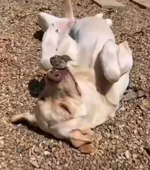 Dog playing with a bird