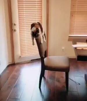 That is one lazy cat