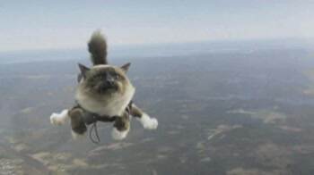 Skydiving Cat