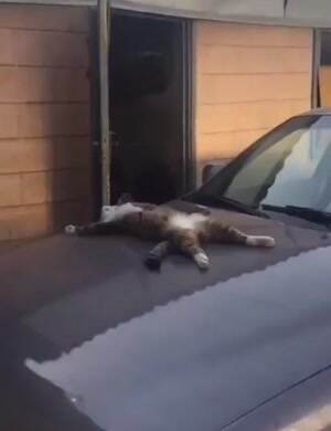 One passed out kitty
