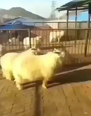Impressive ninja skills
