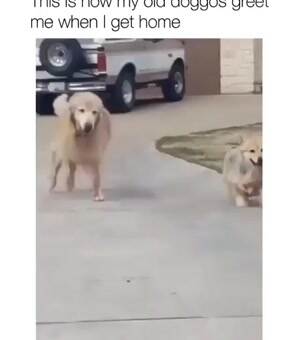 My doggos greeting me