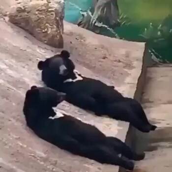 Chilling Bears
