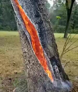 This tree on fire after a lightning strike