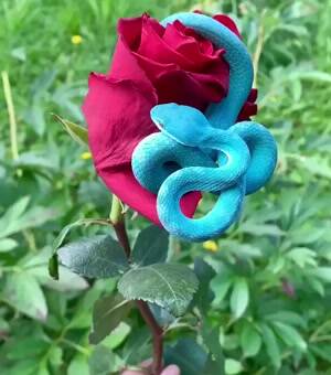 Blue Pit Viper